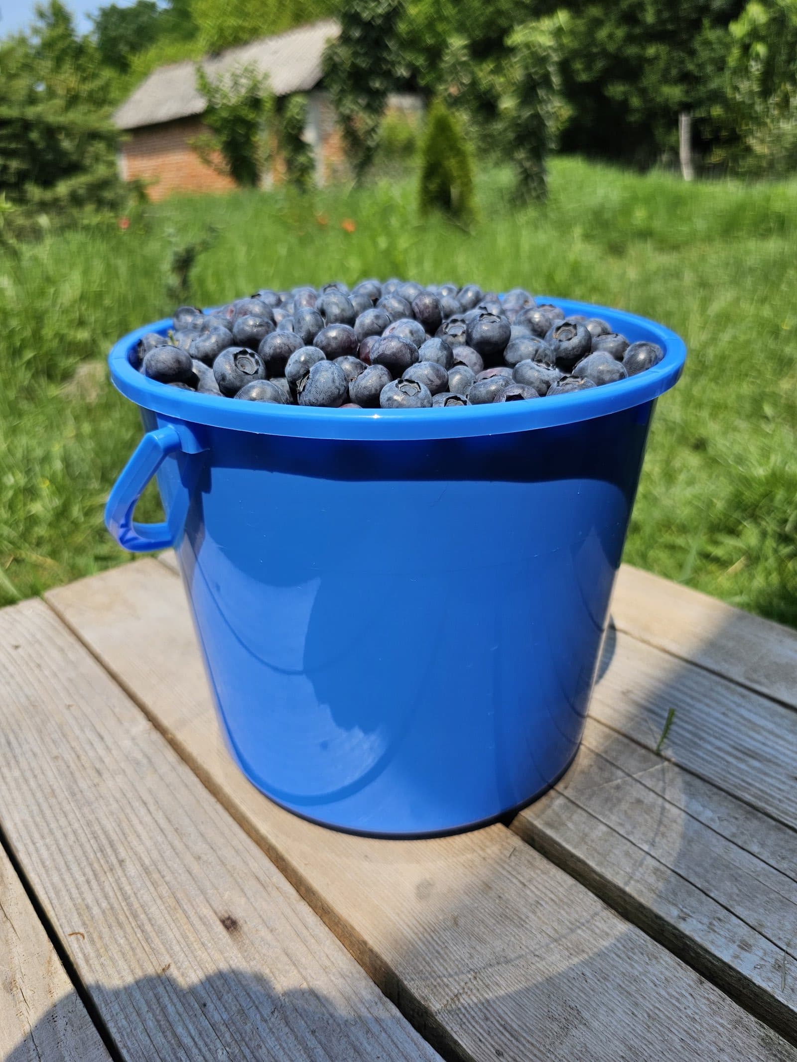 Pojedinačni plod izbliza